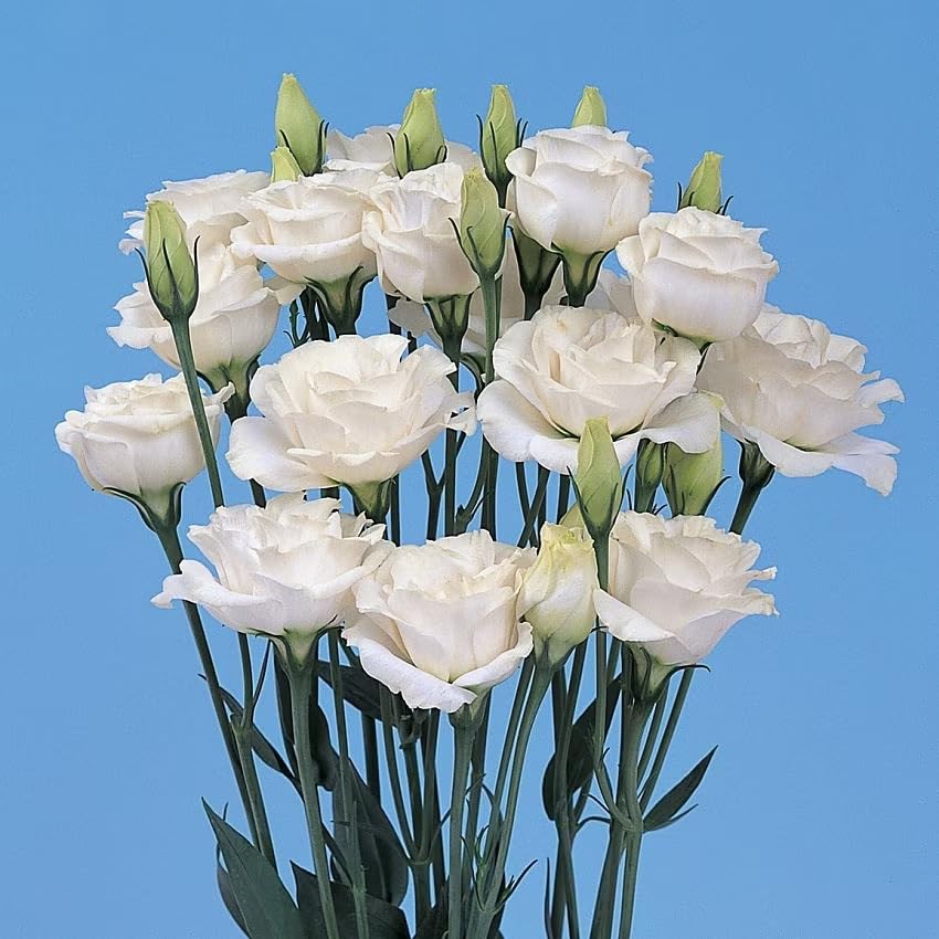 See full amazon price history chart for Lisianthus Imported Flower Seeds Pack Of 20 Seed By Andhagnai Greens (White) Lisianthus Imported Flower Seeds Pack Of 20 Seed By Andhagnai Greens (White) (B0CVN2HH2W) Amazon Price History, Amazon Price Tracker