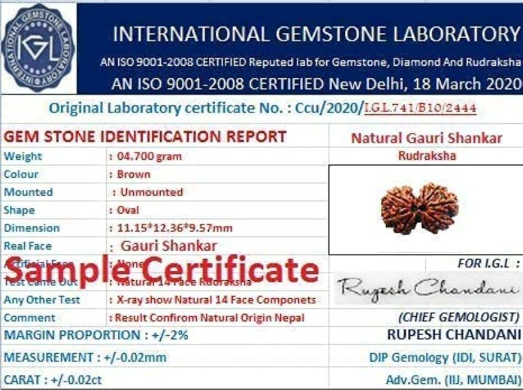 Gauri Shankar Rudraksha Original Certified