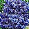 Generic Fresh 50 stuks Japan Cedar plant zaden voor het planten van Deep Blue