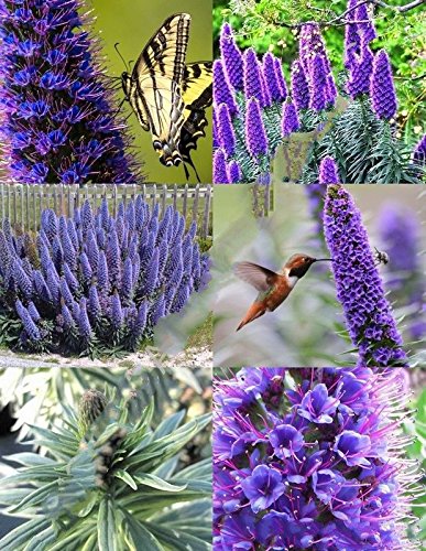 50 Seeds Echium Fastuosum Candicans Rare Pride of Madeira Purple Flowers Exotic