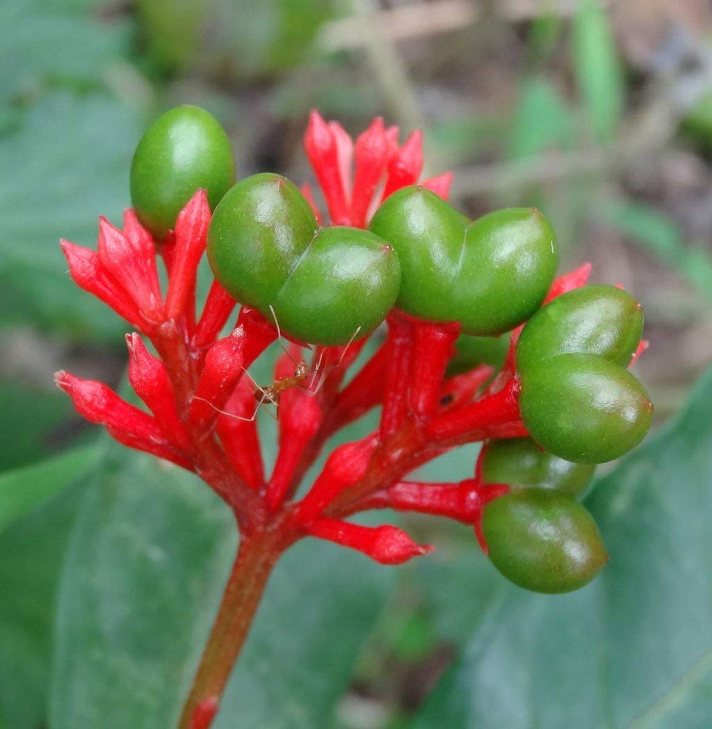 Creative Farmer Live Plant Herb Sarpa Gandhi (Rauvolfia Serpentina) Vanduvazha (1 Healthy Live Herb/Medicinal/Ornamental Plant) (B08P5SS99Q) Amazon Price History, Amazon Price Tracker