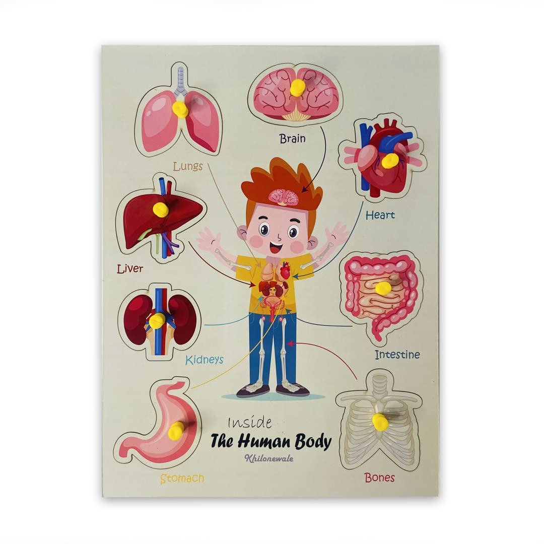 Khilonewale Inside Parts of Body - Internal organs of The Human Body with Knob (Size 31 * 23 cm) (B09267LZ8F) Amazon Price History, Amazon Price Tracker