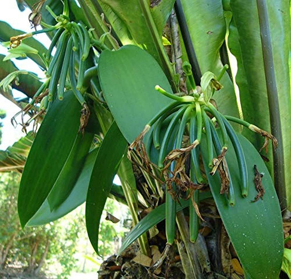 Creative Farmer Rare Vanilla Live Plant (Vanilla Planifolia) Second Most Expensive Spice - 1 Rooted Vine (1 In Polybag) Herbal Plants Medicinal Vanila (Healthy Plant) (B09HCQ3CJJ) Amazon Price History, Amazon Price Tracker