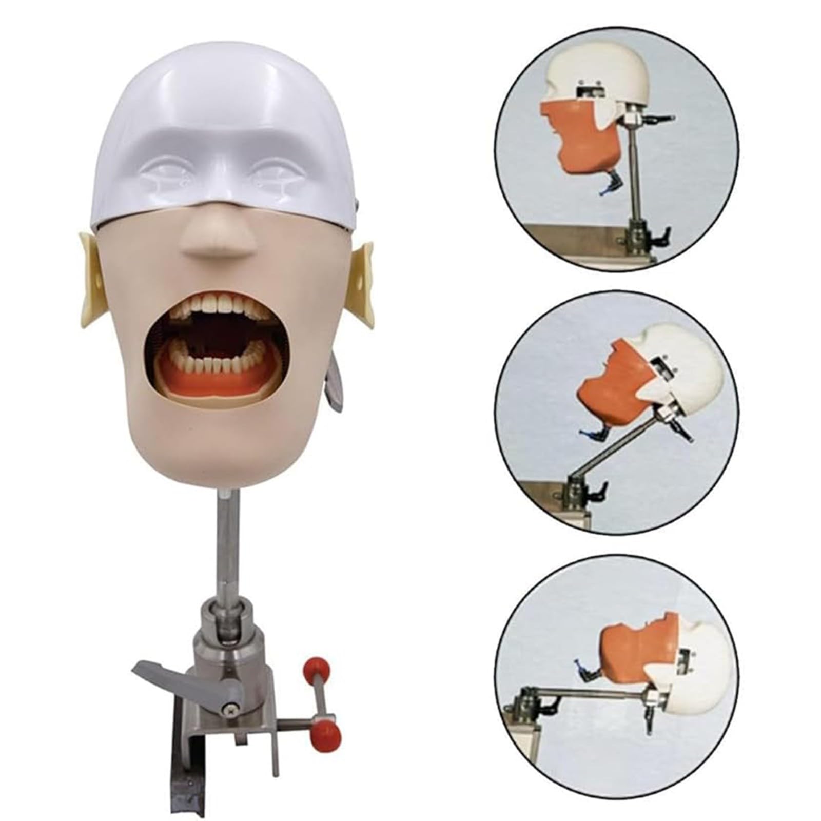 Simulatore dentale con testa di manichino a grandezza naturale con modello di denti per formazione di dentisti e assistenti dentali A