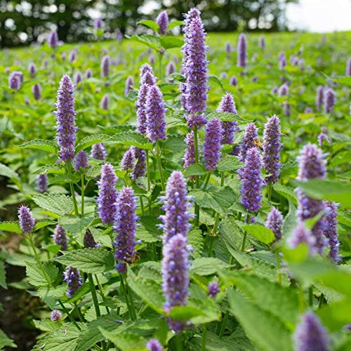 Anis Hysope Graines 1000+ （Hyssopus officinalis） Organique Facile à Cultiver De Grandes Graines D'herbes De Jardin Pour Bonsaï Maison Jardin Yards Plantation
