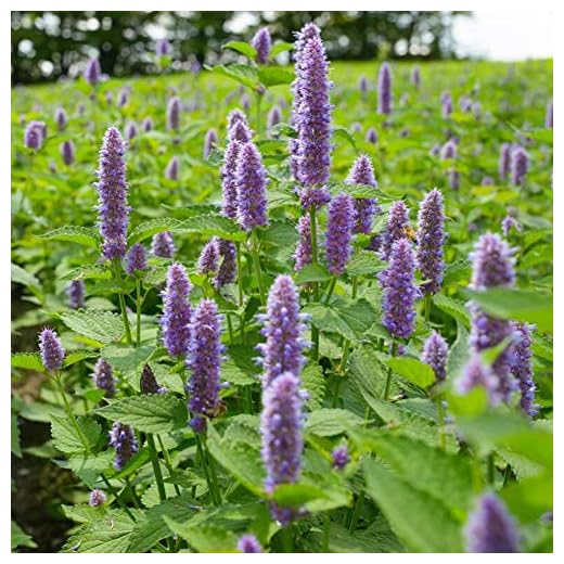 Semi di anice Hyssop 1000+ （Hyssopus officinalis） Organico Facile da coltivare Grande Giardino Semi di erbe per Bonsai Giardino domestico Piantine