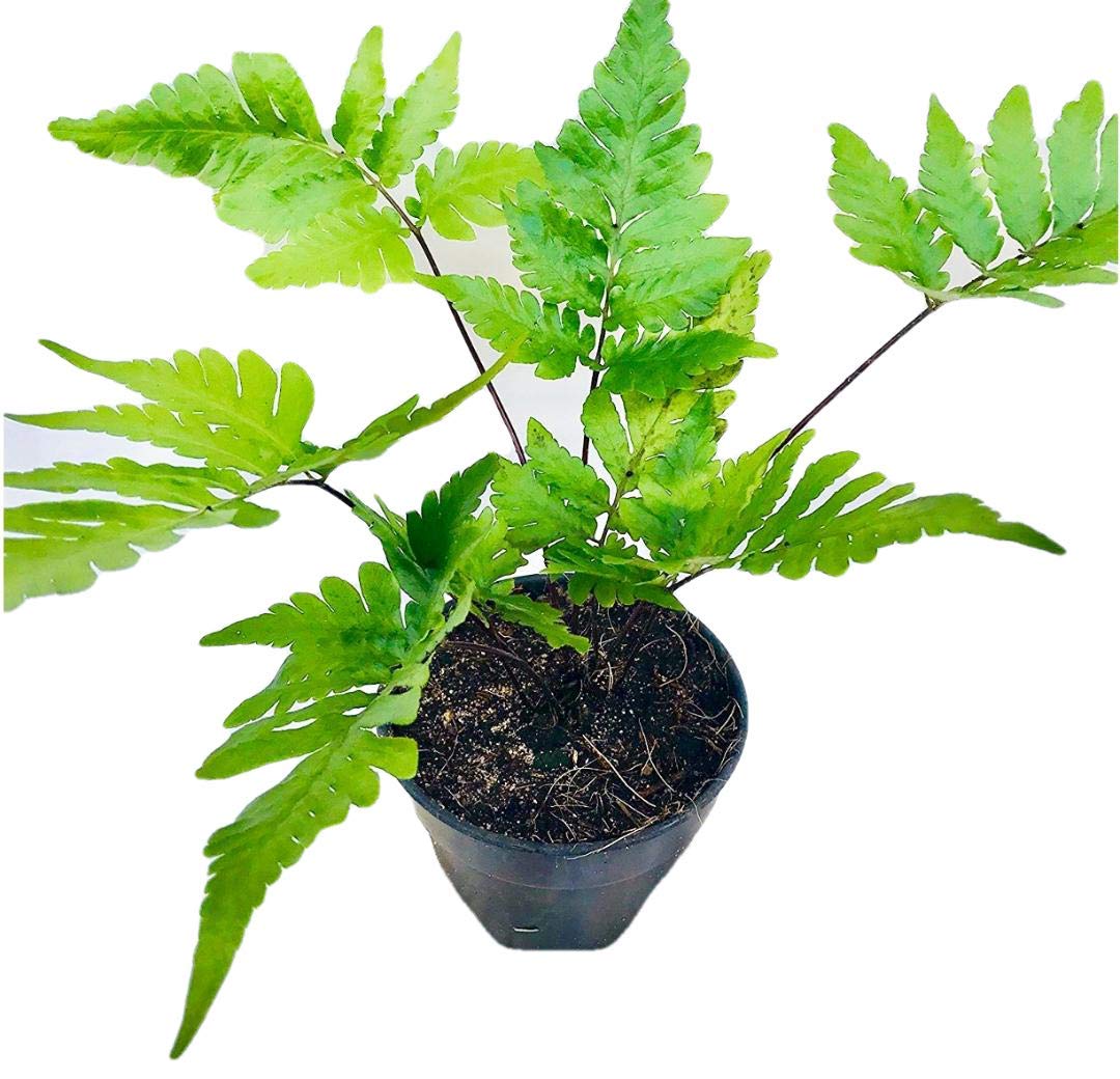 See full amazon price history chart for The Four Seasons Asplenium Bulbiferum (Hen and Chicken Fern) Rare Natural Live Plant in Pot The Four Seasons Asplenium Bulbiferum (Hen and Chicken Fern) Rare Natural Live Plant in Pot (B077L11WDB) Amazon Price History, Amazon Price Tracker