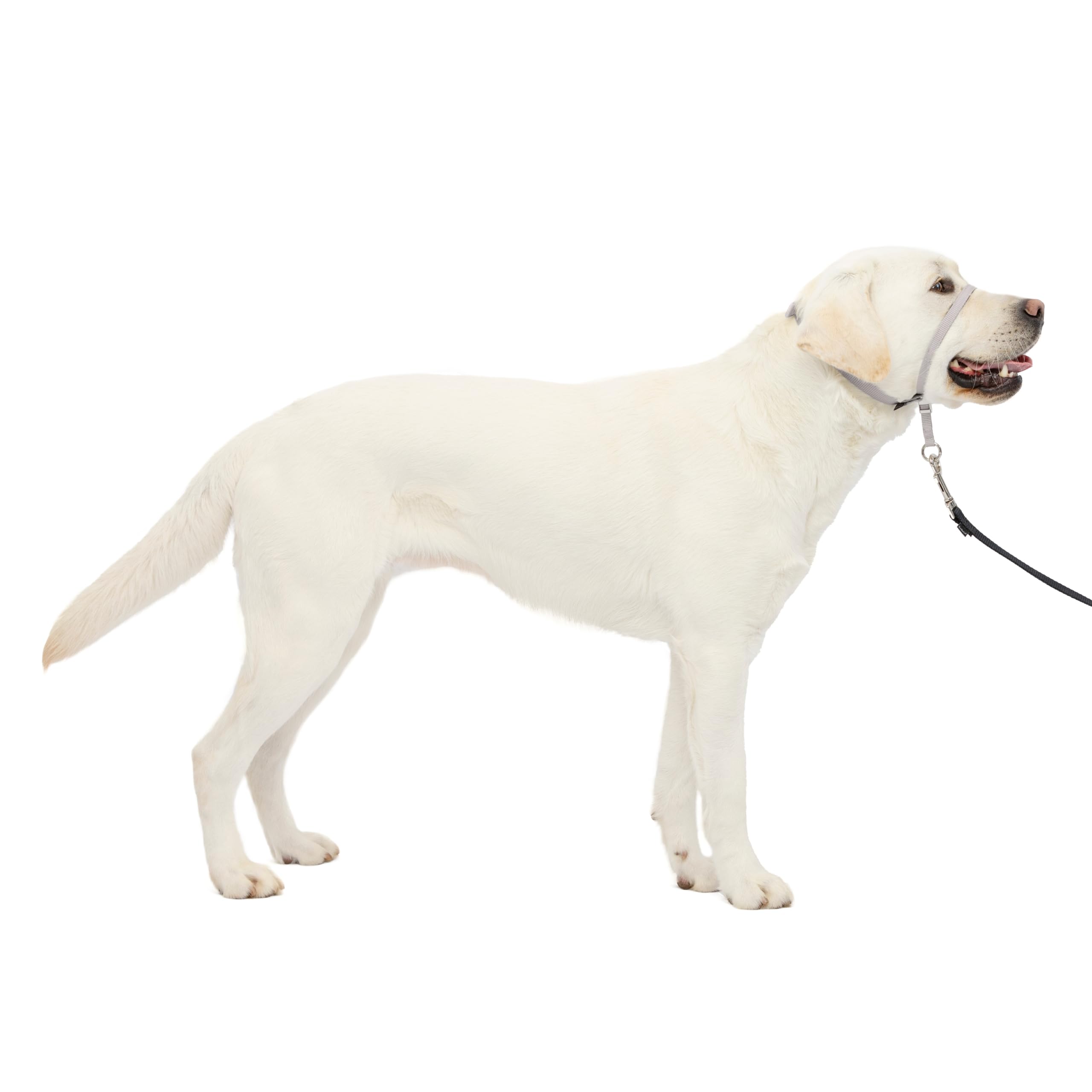 PetSafe Gentle Leader No-Pull Dog Headcollar - The Ultimate Solution to Pulling - Redirects Your Dog's Pulling For Easier Walks - Helps You Regain Control - Large, Silver