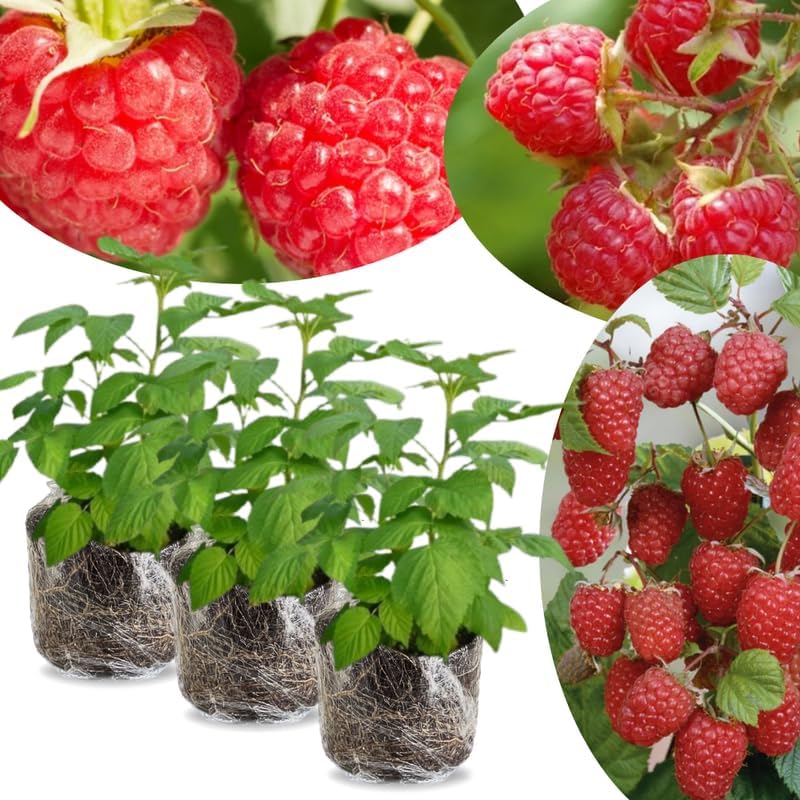 3 Plugs Raspberry Plants Live for Planting, Starter 3-5" in Tall, Sweet Raspberry Plants Bushes Ready for Spring Garden, Cold Hardy, No Pot (Delight Red)