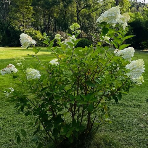 Semillas de hortensia de panícula, de jardín perennes resistentes, Hortensia paniculata, para lugares soleados silvestres 30pcs