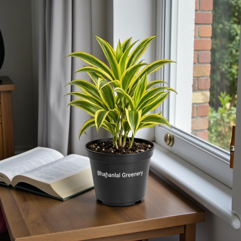 Bhajanlal Greenery Song of India Live Plant | Dracaena reflexa | Indoor Plant | Working Space Utilize Decorative Plant | Low Maintaining Plant | Air Purifying Plant-image-25