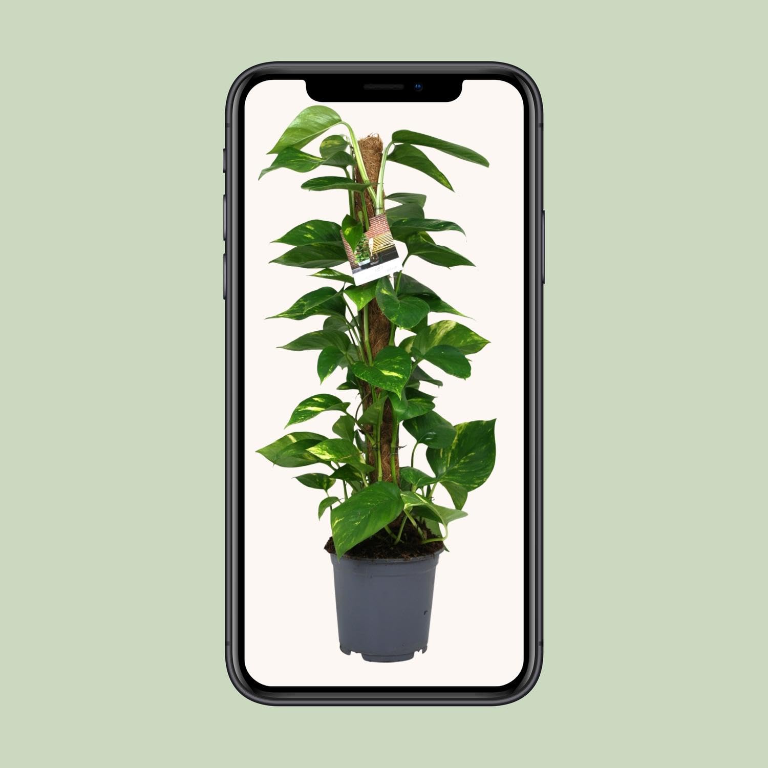 Scindapsus Epipremnum - 70-80cm - Ø19cm - Plante d'intérieur - Vert persistant