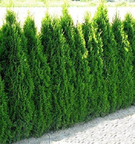 50 x Thuja Smaragd im Topf 20-40 cm : Amazon.de: Garten