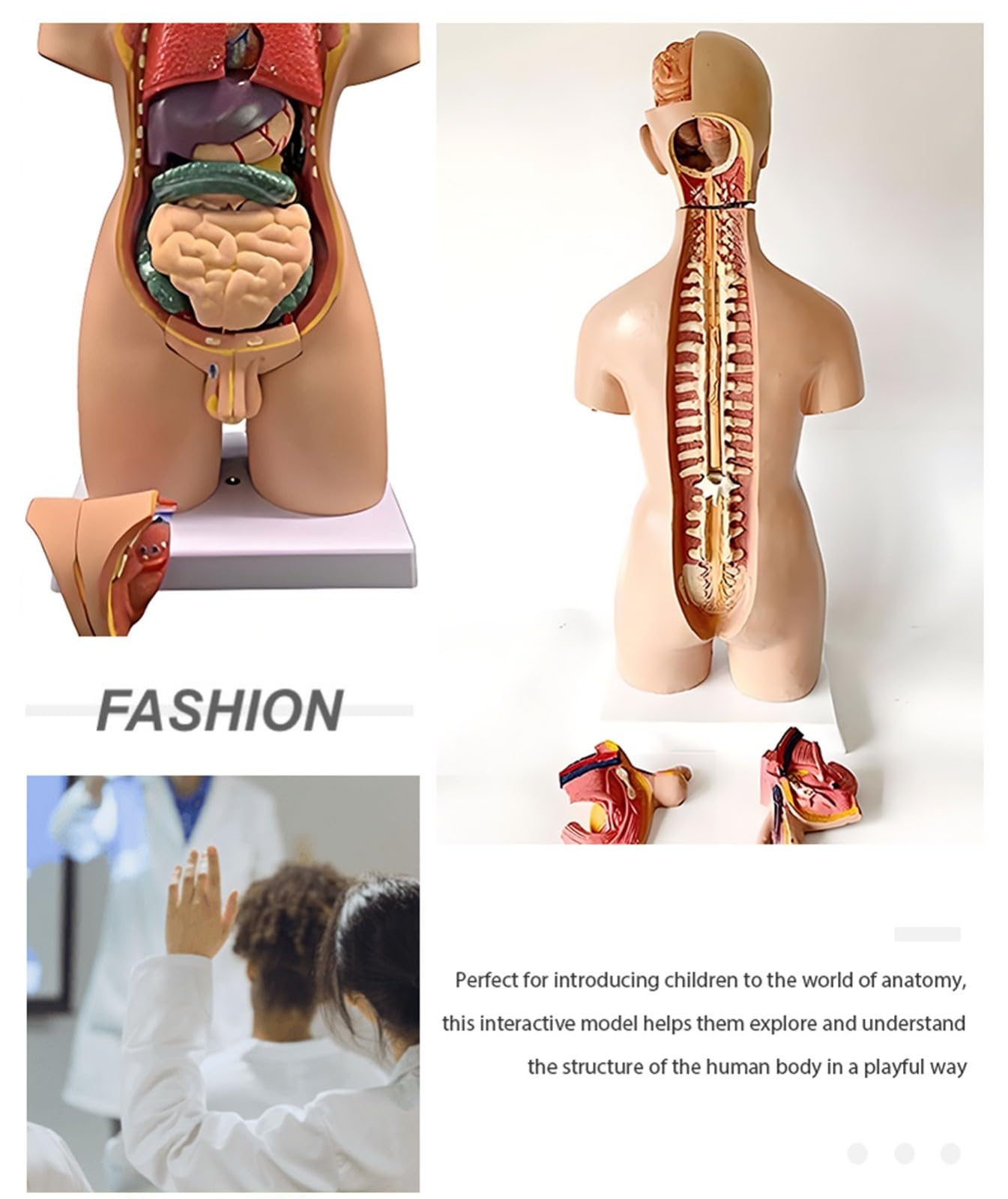 Xiaoxu Modèle d'anatomie Humaine de 55 cm avec Organes Amovibles, kit d'anatomie Portable pour Torse Masculin et féminin, 19 pièces, kit de modèle Anatomique Humain éducatif