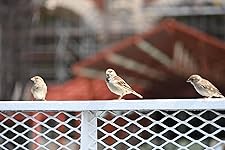 Review Image by Vishwak Vishwak