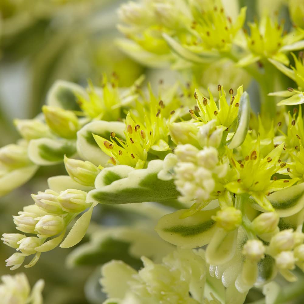 Sedum Takesimense 'Atlantis' Plants Hardy Perennial Yellow Blooms Drought Tolerant RHS Chelsea Plant of the Year 2019 Easy to Grow Your Own Garden Flowers 9cm Potted Plants By Thompson & Morgan (5)
