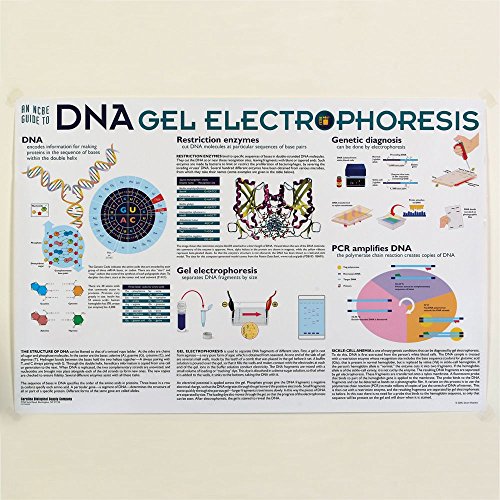 Dna Gel Electrophoresis Poster, Size 36 X 24