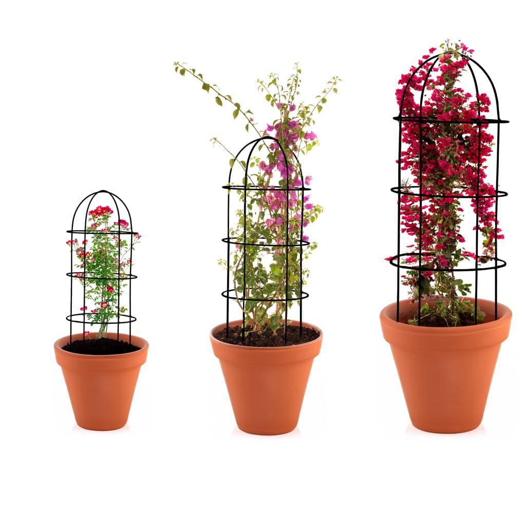 See full amazon price history chart for Craft Capital Obelisk Trellis for Climbing Plants (Set of 3) | Plant Support for Climbers | Indoor/Outdoor | for Balcony, Living Room Decor Craft Capital Obelisk Trellis for Climbing Plants (Set of 3) | Plant Support for Climbers | Indoor/Outdoor | for Balcony, Living Room Decor (B0D5B7358C) Amazon Price History, Amazon Price Tracker