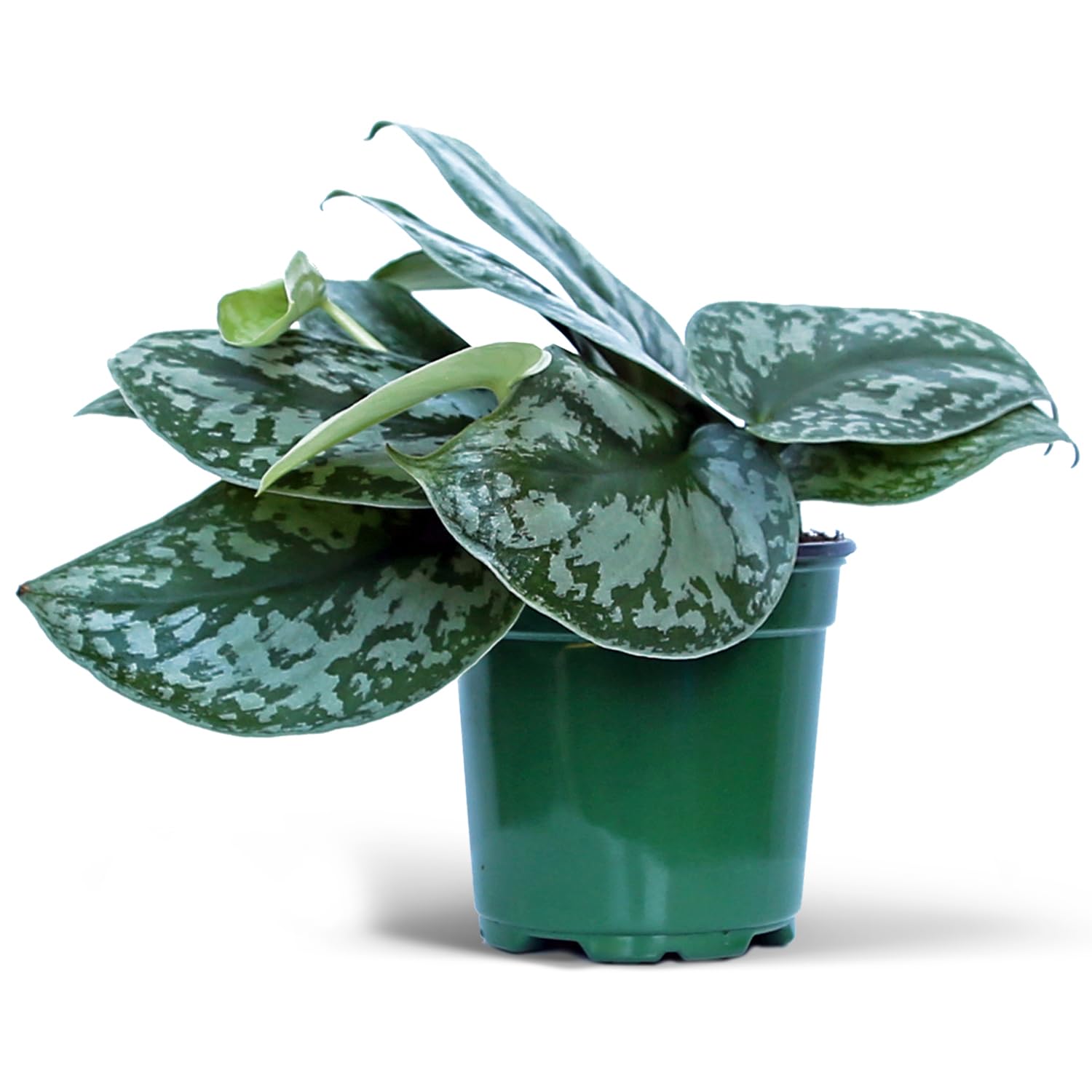Amazon.com : Live Scindapsus Pictus Exotica, Silver Satin, Variegated  Trailing Houseplant, Grandma Birthday Gift, Mother's Day Gift, Fully Rooted  Indoor Plant in 4" Pot : Patio, Lawn & Garden