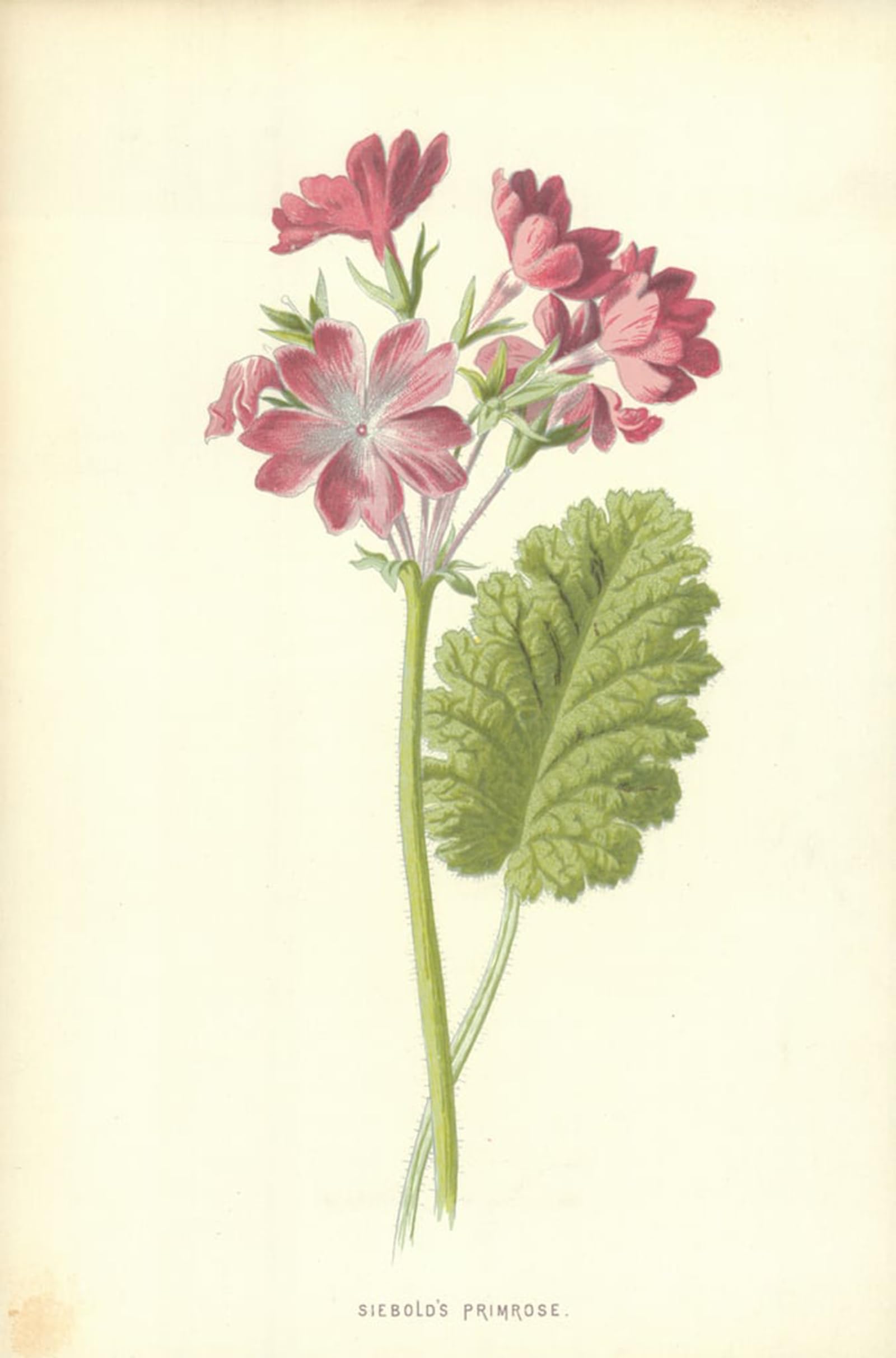 HRJUBWREE Retro Picture Art Painting Wall Poster Siebold Primrose by Frederick Edward Hulme Vintage Art Print for Office Decor 60x90cm