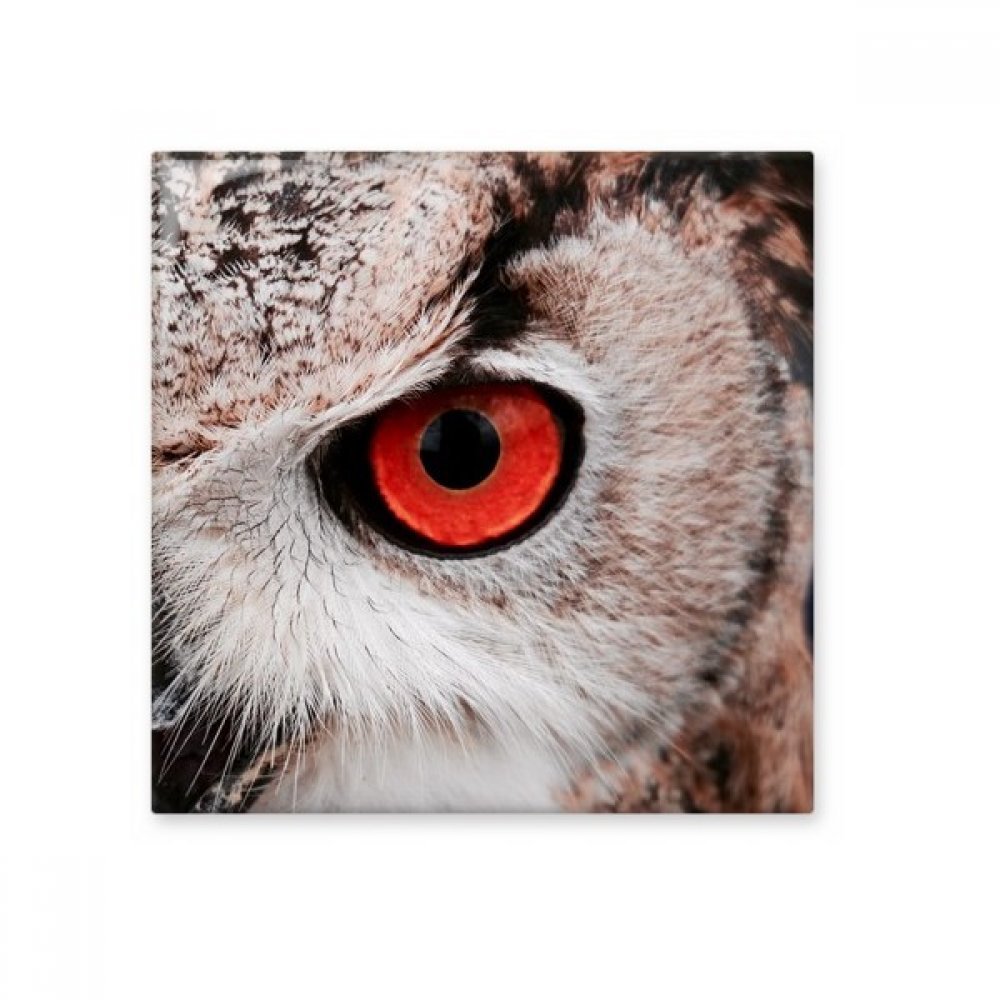 Carrelage hibou brillant céramique pour rénover un mur de cuisine terne ou humide facilement