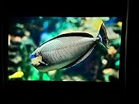 Review Image by Rachel Z Rachel Z