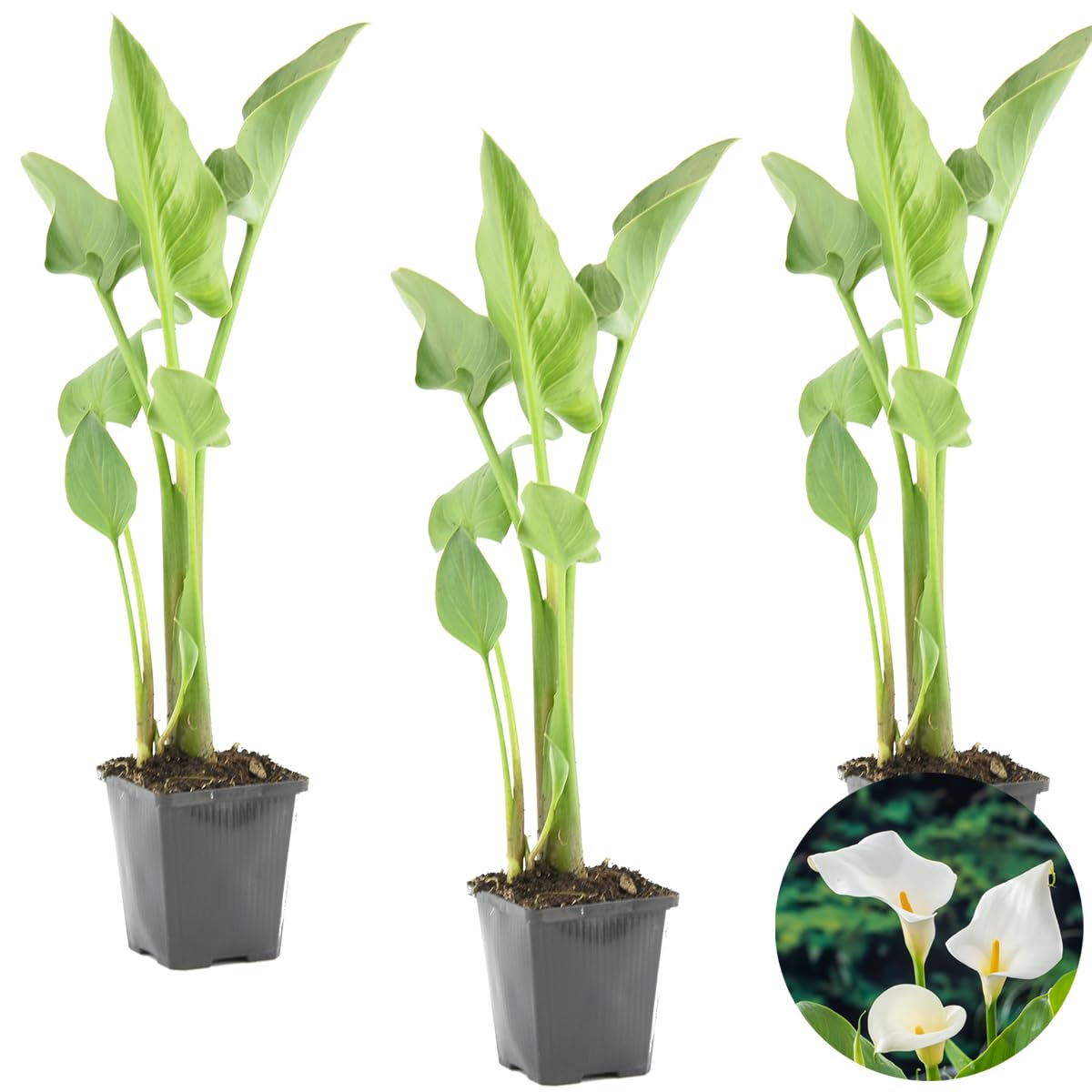 Bloomique - Set de 3 - Zantedeschia aethiopica - Cala blanca - Plantas de estanque - Resistente al frío - Altura 10-20 cm - Maceta 9 cm