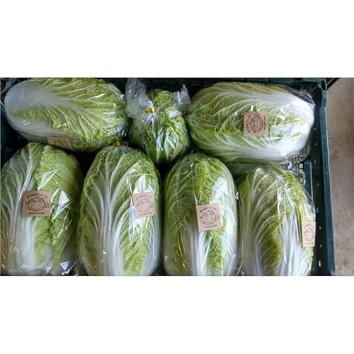 [先行予約]京丹後冬鍋野菜セット(2026年11月上旬〜お届け)