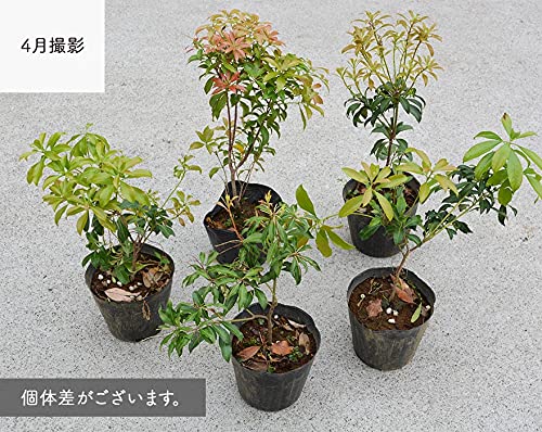 Amazon | アセビ 馬酔木 約40cm ツツジ 常緑低木 和風 洋風 庭園