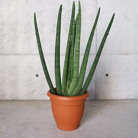 Amazon サンスベリア スタッキー 観葉植物 大型 10号プラスチック鉢 品種で選べる観葉植物 多肉植物 リビングやオフィス向きサイズ 1個 学名 Sansevieria Stuckyi リュウゼツラン科 サンセベリア属 流通名 サンスベリア センセベリア トラノオ ツツチトセラン 原 Amazon サンスベリア スタッキー 観葉植物 大型 10号プラスチック鉢 品種で選べる観葉植物 多肉植物 リビングやオフィス向きサイズ 1個 学名 Sansevieria Stuckyi リュウゼツラン科 サンセベリア属 流通名 サンスベリア センセベリア トラノオ ツツチトセラン 原