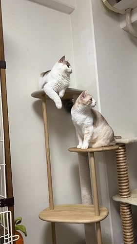 Amazon | [カリモク家具] KARIMOKU CAT TREE キャットタワー 木製 日本