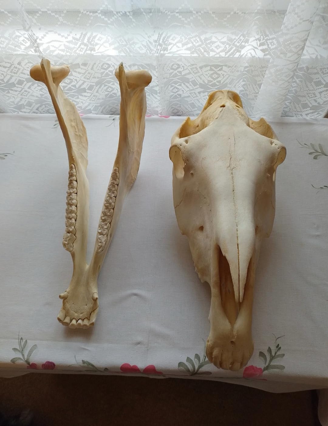Teschio di cavallo, denti completi, tassidermia, anatomia, ricerca scientifica