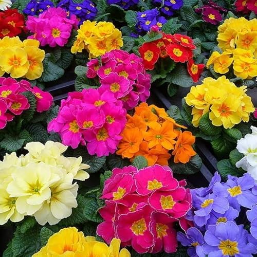 Carbeth Plants Primrose Primula Flowering Bedding Plants - Hardy Low Maintenance Perennials - Garden Ready Shrubs for Beds, Borders and Patio Pots (Bright Mix, 1 Tray (6 Plants))