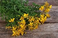 Vista 4 de Semillas Hierba de San Juan Hierbas Medicinales Jardín Perenne para Plantar Semillas No GMO 2000