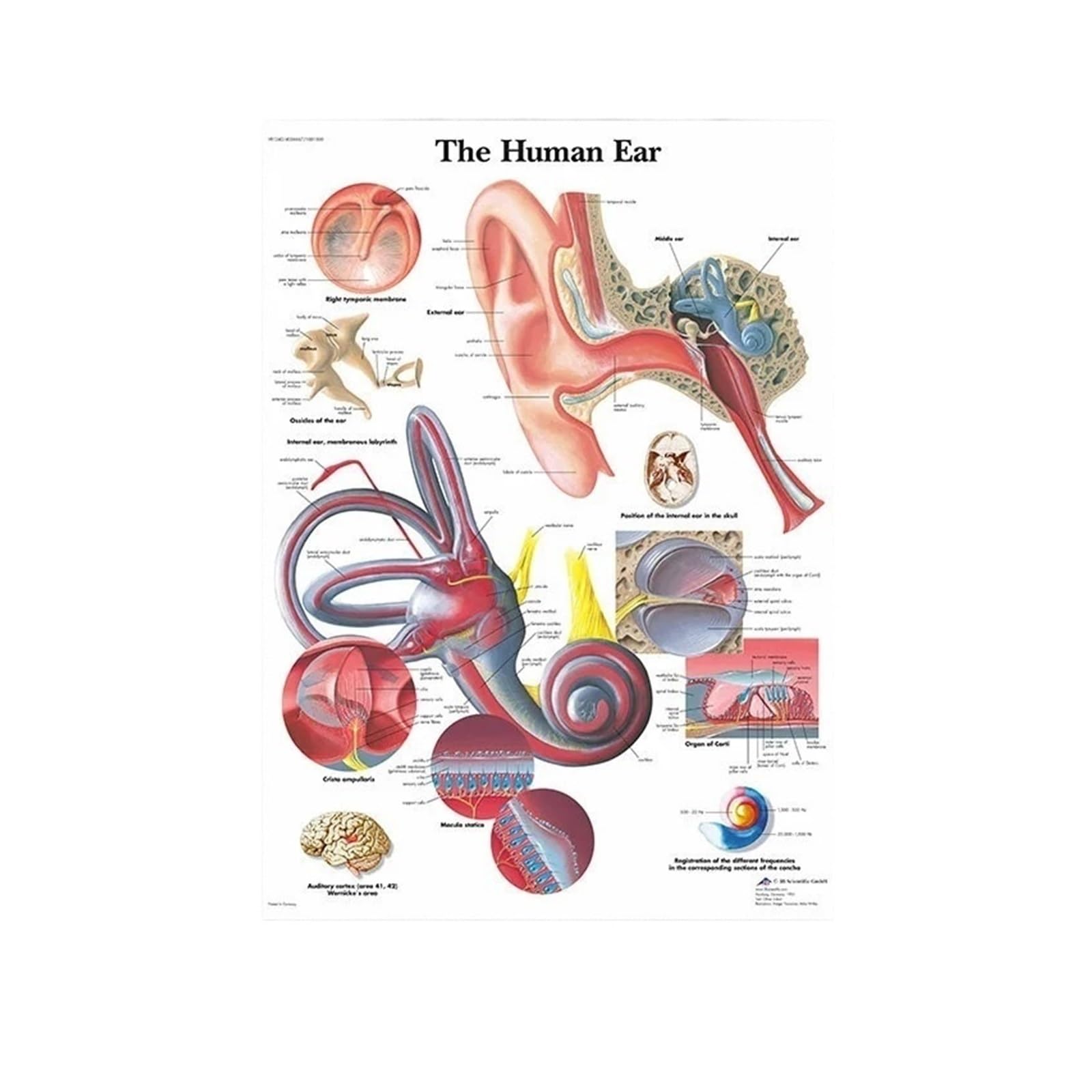 Affiche anatomie muscles et yeux décor mural cabinet médical