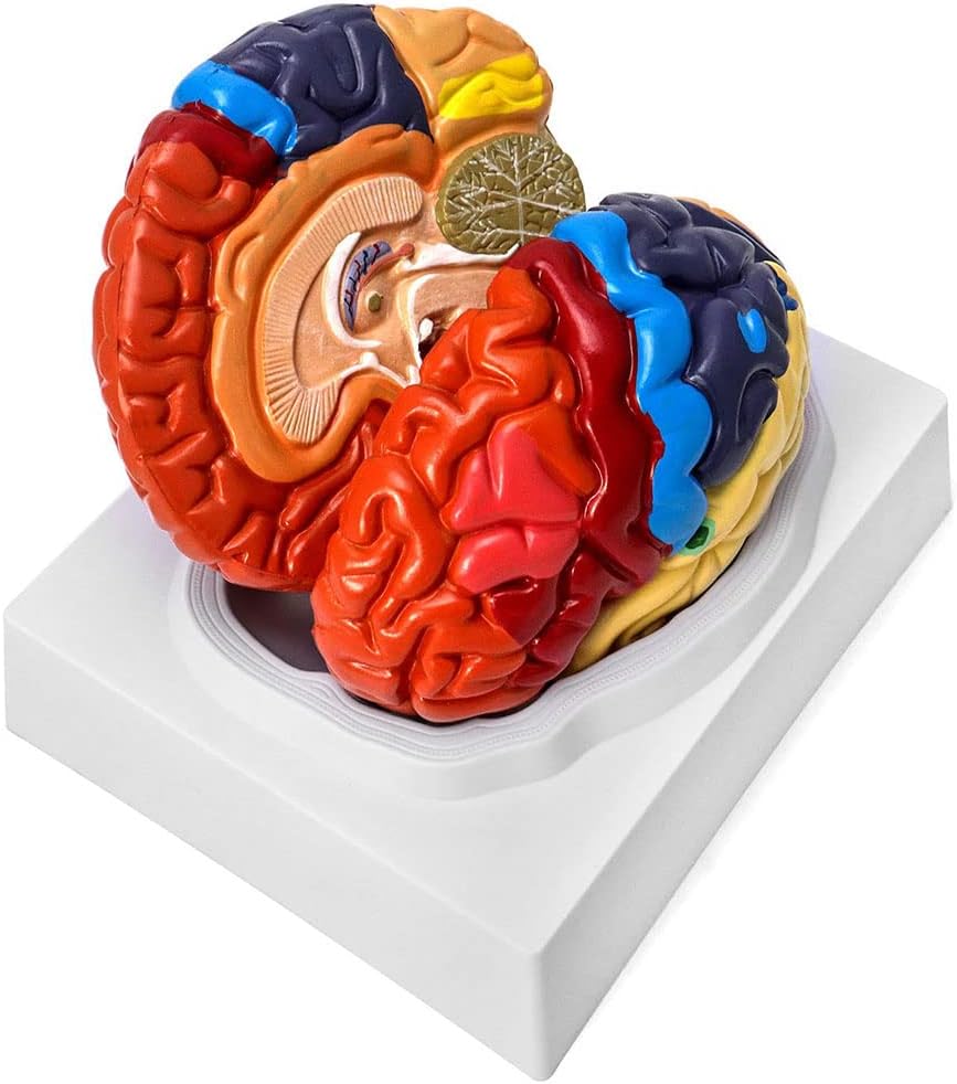JUCHENG Human Brain Model Anatomical 2-Part Neuroscience Brain Model With Arteries Detachable Brain Amygdala Model,Brain Anatomy Model Life Size For Classroom Study Display Medical Teaching Mod