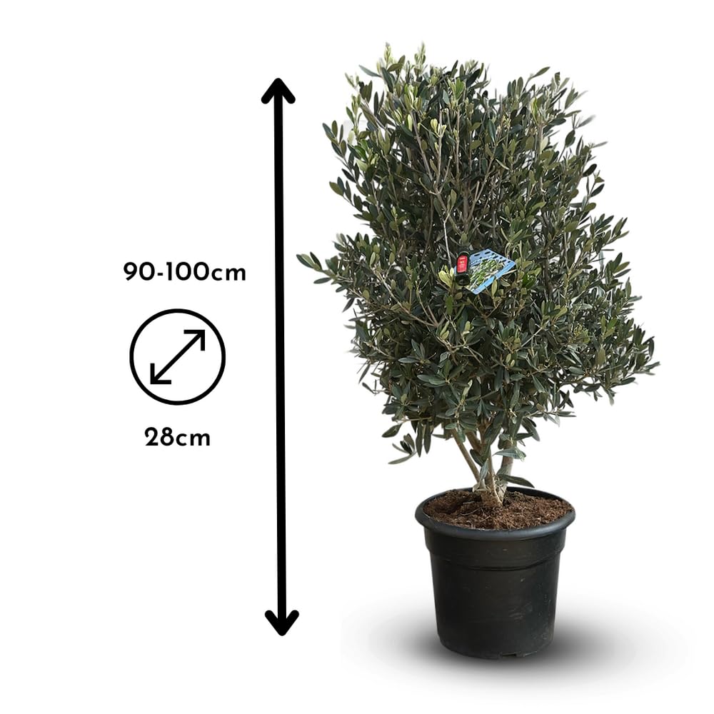 Attitude Jardin - Drzewo oliwne europaea z mini butelką oliwy z oliwek - krzew śródziemnomorski - 90-100 cm - 28 cm - roślina zewnętrzna