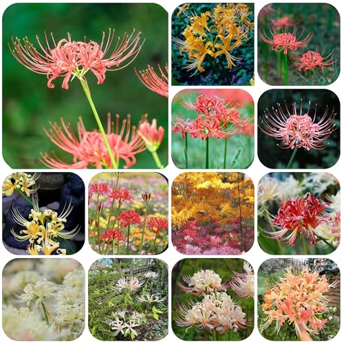 bulbos flor de sangre Plantas resistentes para balcones jardín de hierbas decoracion de flores plantas de balcón resistentes, Los bulbos de flores son resistentes plantas decorativas 3pcs