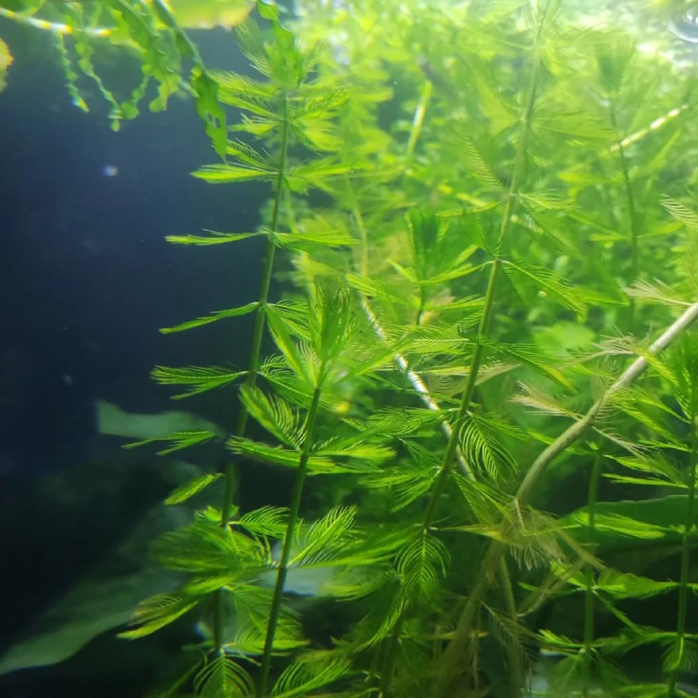 semillas para acuáticas, verdes regalos inusuales decoración de sala de estar acuáticas decorativas raras semillas estanque acuario cobertura 500pcs