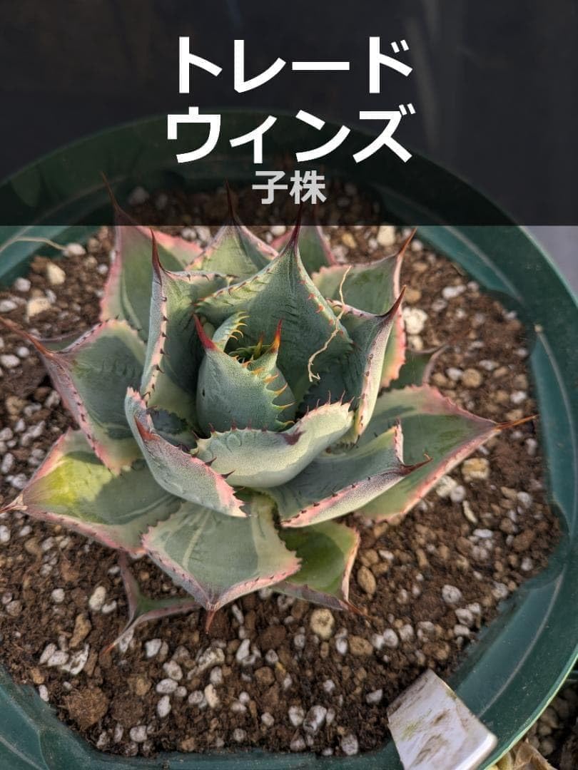 Amazon.co.jp: アガベ トレードウィンズ 子株 抜き苗（1株） 2 : DIY
