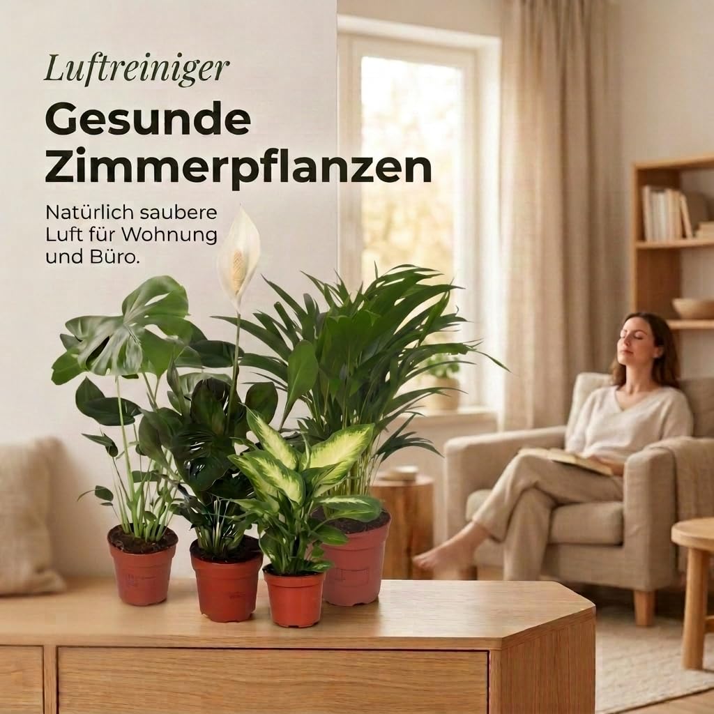 Luftreiniger Pflanzenset | 4er-Set | Monstera, Spathiphyllum,  Dieffenbachia, Areca-Palme | ca. 40-70 cm |  12-15 cm Topf | Pflegeleichte  Zimmerpflanzen fr Wohnung und Bro : Amazon.de: Garten