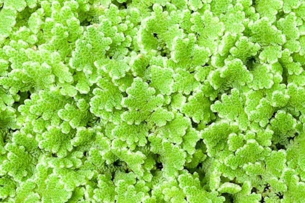 Fresh Live Floating Aquatic Fern for Fish Farming and High Protein Livestock Feed Supplement (1400 Live Healthy Plant Seeds)-image-48