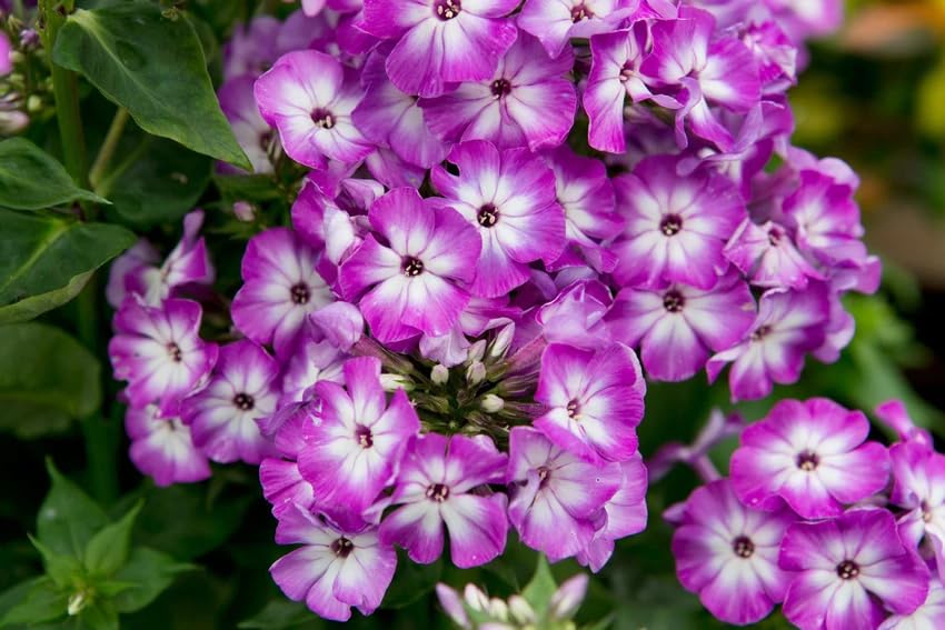 Image of Phlox Flower Seeds - Vibrant Garden Annuals, Easy-to-Grow, Butterfly & Pollinator Friendly, Perfect for Beds, Borders & Containers - 100+ Seeds