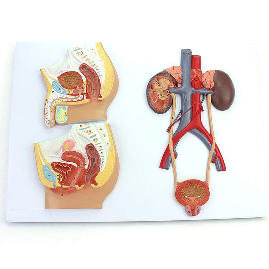 KJMWXOP Human Organ Anatomical Model - Male And Female Genitourinary System Model - Medical Anatomical System Model - For Study Display Teaching Medical Model