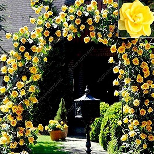 Mélanger des graines de plantes grimpantes Polyantha Rose DIY Maison Jardin Cour Pot Graines de fleurs Belles graines de bonsaï Blanc Paquet de 500 graines