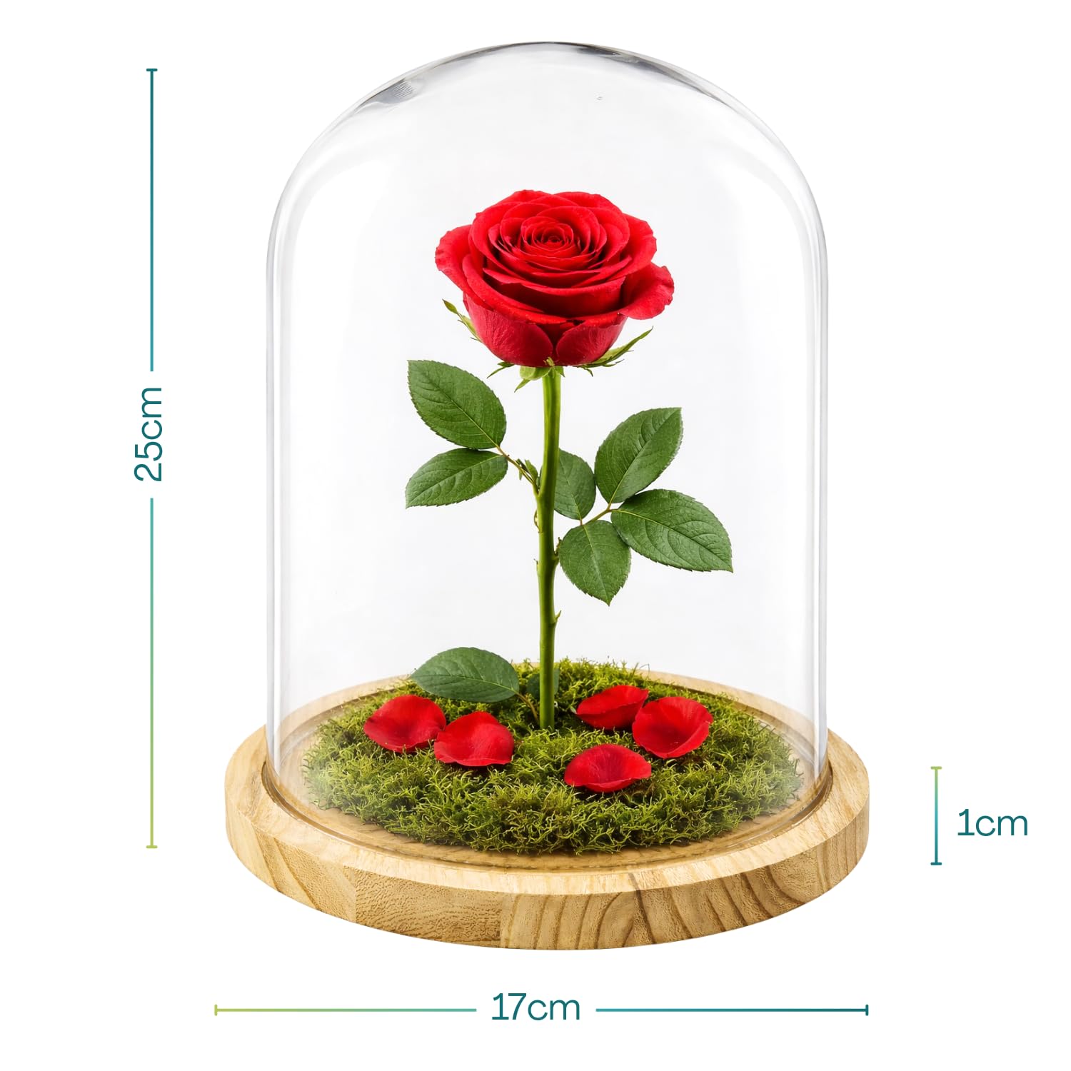 PALUPLUS Campana in Vetro con Base in Legno, Teca in Vetro Trasparente, Espositore per oggetti, composizioni floreali e luci, oggetto decorativo per la tua casa -953M -2,1 (17x25 cm)