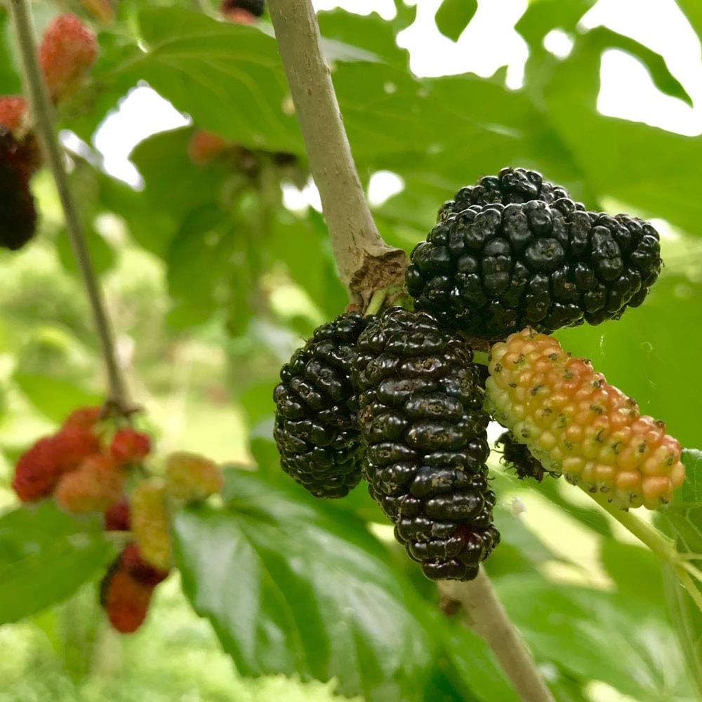マルベリー　桑　木 ITANSE マルベリー(桑の木) 鈴なりマルベリー 果樹の苗 12cm