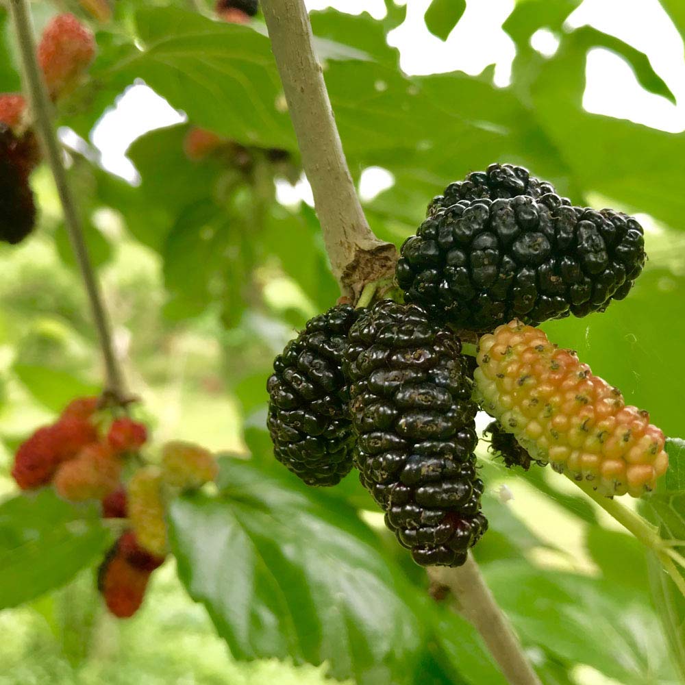 マルベリー　桑　木 Amazon.co.jp: 大実 マルベリー（桑の木） (大実 マルベリー（桑の木