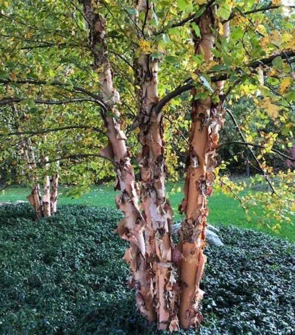 3 River Birch Trees - 18-24" Tall Live Plants - Fast Growing Copper Birch Tree Seedlings - Betula nigra - (3 Pack)
