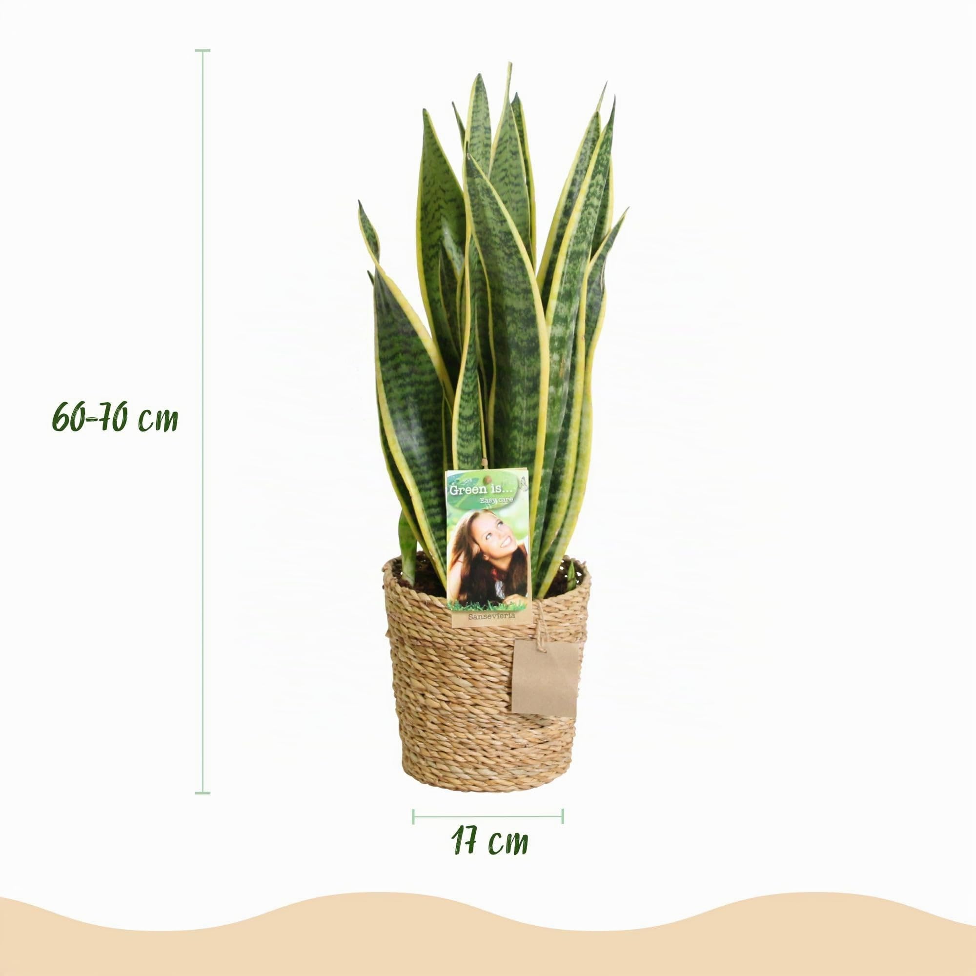 Green boutiQ - Zimmerpflanzen - Sansevieria Laurentii - Schwiegermutterzunge - Pflegeleicht - mit Korb - Grün - Gelb - 2 Pflanzen - Topf 17cm - Höhe 60-70cm